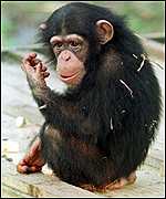 [ image: Chimps: Close relatives of humans]