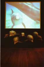 Section Jungle: Whale-Affinities; Photo &copy; Werner Zellien